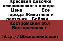 Красивая девочка американского кокера › Цена ­ 35 000 - Все города Животные и растения » Собаки   . Костромская обл.,Волгореченск г.